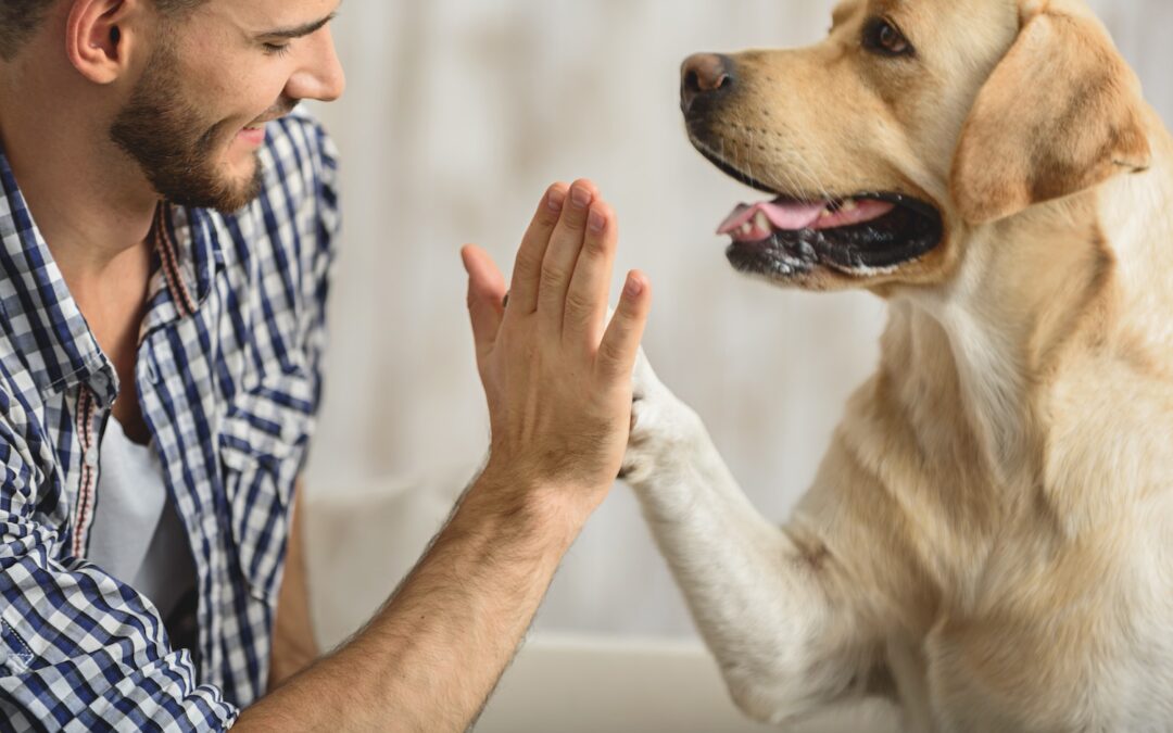 man holding dog's paw on a sofa, close up