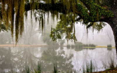 Your Quick Guide to Madisonville, LA
